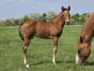 Top Gun Maverick JW <BR>AQHA PENDING